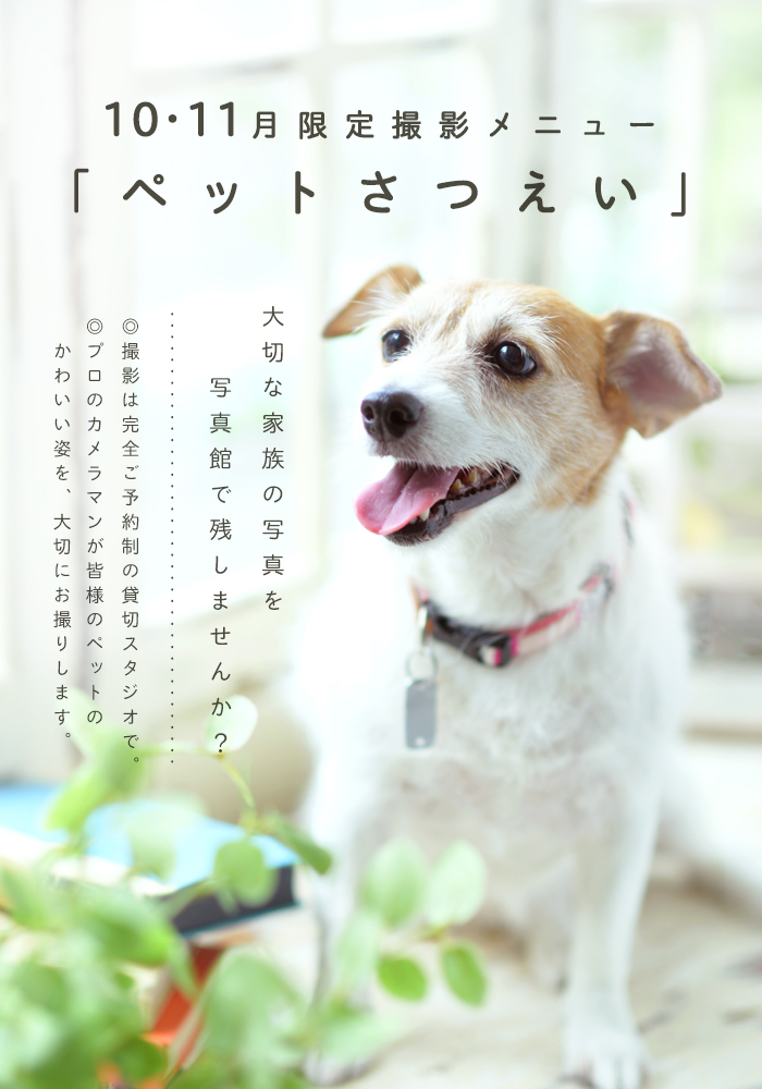 ペット撮影